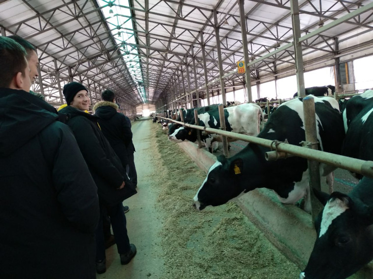 Школьникам провели экскурсию по животноводческому комплексу в д. Косьмово.