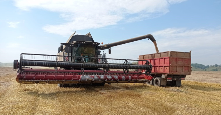 Уборка зерновых.